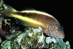 Fishs - Paracirrhites forsteri by Vito Lorusso 